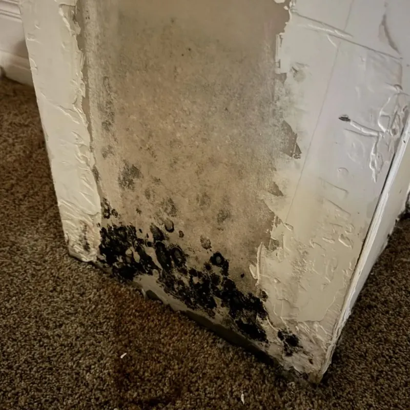 Professional Mold Removal in Olney, MD